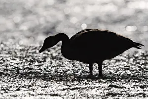 Canada goose (Branta canadensis) standing in the water against the light