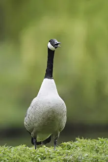 Canada goose (Branta canadensis) stands calling on the bank