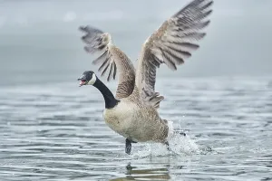 Canada goose (Branta canadensis) starting from a lake