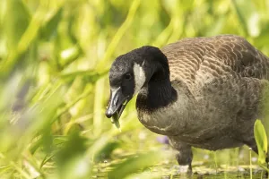 Canada goose (Branta canadensis) in the swamp