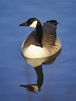 Canada goose (Branta canadensis) swimming in a forest lake