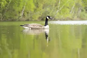 Canada goose (Branta canadensis) swimming in a lake