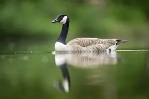 Canada goose (Branta canadensis) swimming in a lake