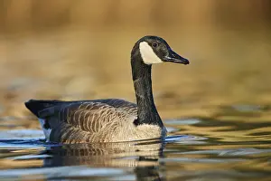Canada goose (Branta canadensis) swimming in a lake