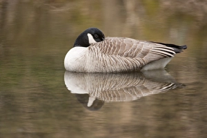 Canada Goose (Branta canadensis) in water