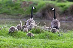 Canada goose chicks (Branta canadensis)