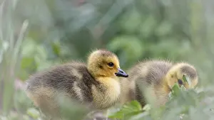 Canada goose chicks (Branta canadensis) two lying in grass and other undergrowth