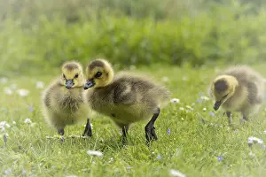 Canada goose chicks (Branta canadensis) three running through grass and daisies