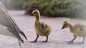 Canada goose chicks (Branta canadensis) two running over a gravel path