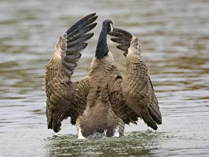 A Canada goose flaps its wings after plumage care