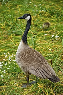 Canada goose and goslings on grass