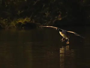 A Canada goose landing at sunset