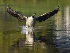A Canada goose landing, Umminger See