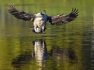 A Canada goose landing, Umminger See