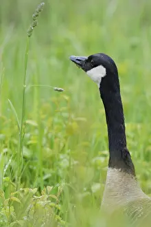 Canada goose in a meadow