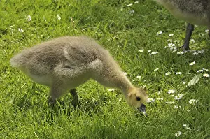 Canada goose, young bird (Branta canadensis)