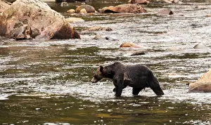 Canada - Grizzly Bear looking for salmon in the Thompson River which leads to Knights Inlet