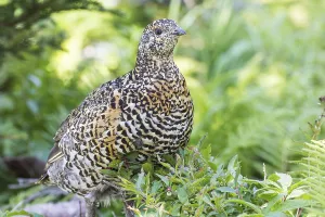 Canada Grouse (Falcipennis canadensis)