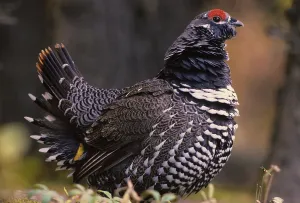 Canada grouse (Falcipennis canadensis)