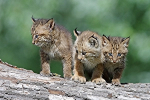 Canada lynx and Bobcat (Lynx rufus)