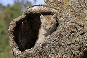 Canada Lynx (Lynx canadensis), young