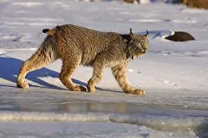 Canada lynx (Lynx lynx canadensis) (Felis lynx canadensis)