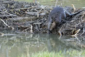 Canadian beaver, Canadian beaver (Castor fiber canadensis)