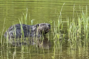 Canadian beaver (Castor fiber canadensis)