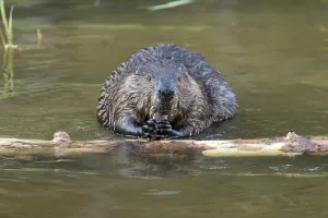 Canadian beaver (Castor fiber canadensis)