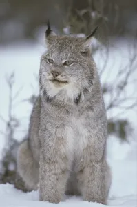 Canadian Lynx (Lynx canadensis)