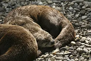 Canadian otter