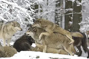 Canadian timber wolves (Canis lupus lycaon) in winter