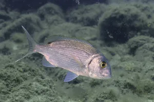 Canary bream (Dentex canariensis)