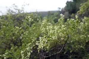 Framed Print : Canary Island chickweed (Paronychia canariensis)