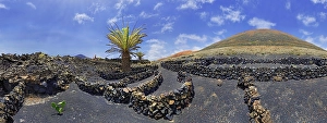 Category Mountain Landscapes Prints: Canary Island date palm (Phoenix canariensis)