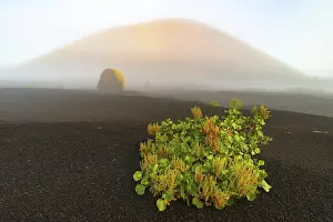 Category Mountain Landscapes Prints: Canary Island dock (Rumex lunaria) and lava bomb in front of the Caldera Colorada