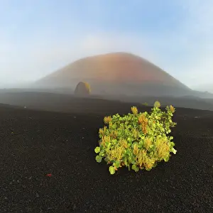 Canary Island dock (Rumex lunaria) and lava bomb in front of the Caldera Colorada