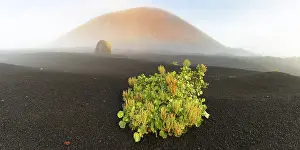 Canary Island dock (Rumex lunaria) and lava bomb in front of the Caldera Colorada