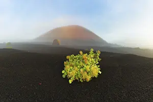 Canary Island dock (Rumex lunaria) and lava bomb in front of the Caldera Colorada