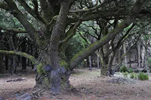 Canary Island Pine (Pinus canariensis)