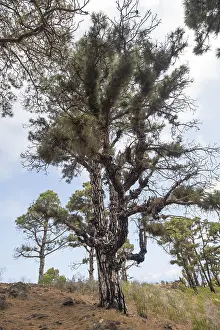 Canary Island Pine (Pinus canariensis)