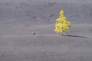 Canary Island Pine (Pinus canariensis) Arena Negras