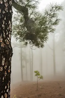 Canary island pine (Pinus canariensis) in cloud forest