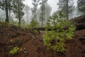 Canary island pine (Pinus canariensis) in cloud forest