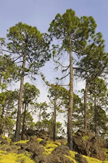 Canary island pine (Pinus canariensis) growing among rocks in a wooded area