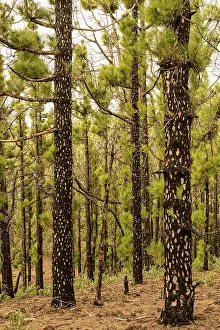 Canary Island pine (Pinus canariensis) with young shoots after a forest fire