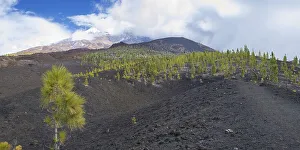 Canary island pines (Pinus canariensis)