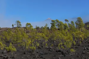 Canary pine (Pinus canariensis) in volcanic landscape