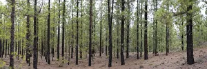 Canary pines after a forest fire