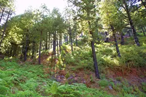 Canary Pines La Palma in Caldera de Taburiente National Park